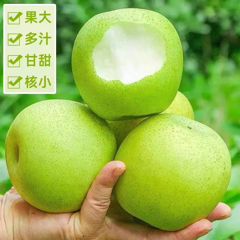 老家青皮梨4斤